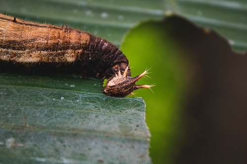 close up marco photography of brown worm macro